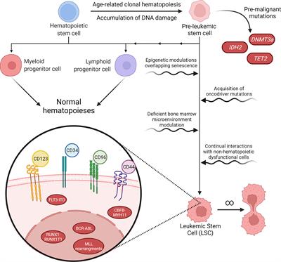 Leukemic Stem Cell: A Mini-Review on Clinical Perspectives